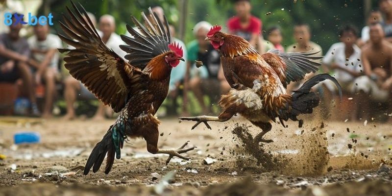 Gà nhiều cựa